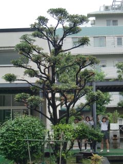 Mokkoku Tree (Ternstroemia Gymnanthera)
